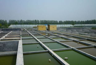 水產(chǎn)養(yǎng)殖專業(yè)畢業(yè)實(shí)踐淺談 從理論到實(shí)踐，兼談新生報(bào)考與飼料選擇