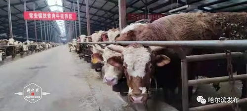 正大集團投資1.32億賓縣建廠，打造畜牧產業鏈新引擎